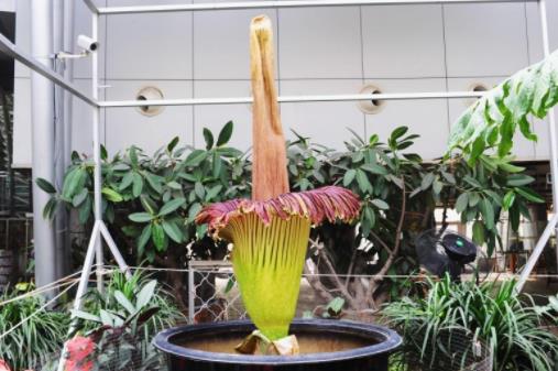 巨魔芋.jpg