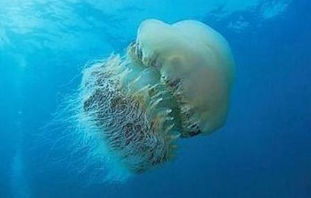 世界上最大的水母,越前水母可達400多斤重