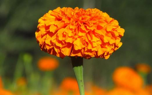 萬壽菊1.jpg