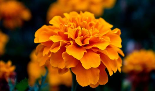 敬老之花萬壽菊.jpg