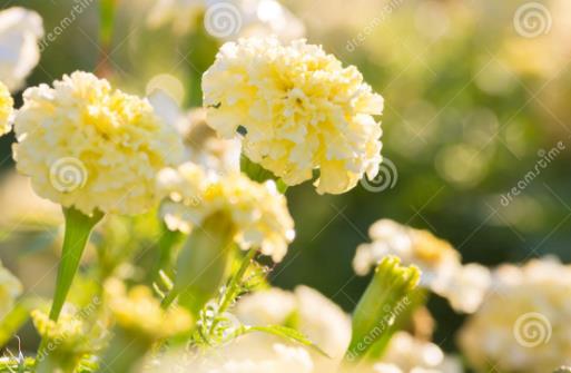 白色萬壽菊.jpg
