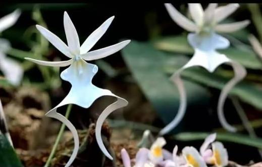 鬼蘭花2.jpg