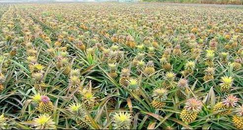 世界上最重的菠蘿1.jpg