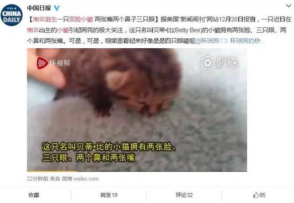 南非誕生雙臉小貓 生命力頑強(qiáng) 主人輪流給兩張嘴喂食成長良好