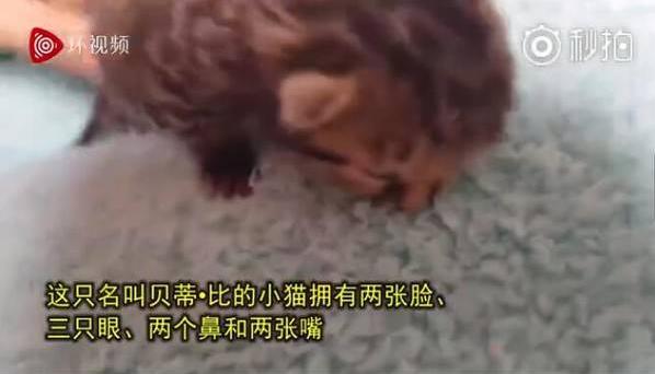 南非誕生雙臉小貓 生命力頑強(qiáng) 主人輪流給兩張嘴喂食成長良好