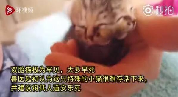 南非誕生雙臉小貓 生命力頑強(qiáng) 主人輪流給兩張嘴喂食成長良好