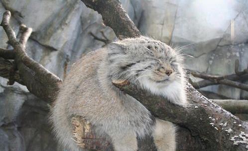 世界上最兇猛的貓科動(dòng)物兔猻