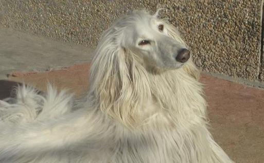 阿富汗獵犬