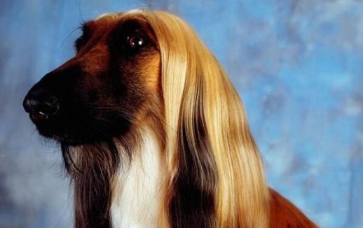 阿富汗獵犬