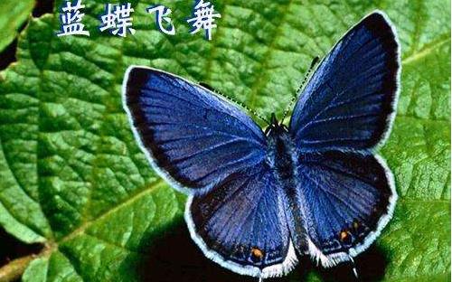 傳說中的藍(lán)默蝶