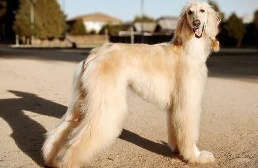 阿富汗獵犬