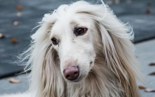 阿富汗獵犬