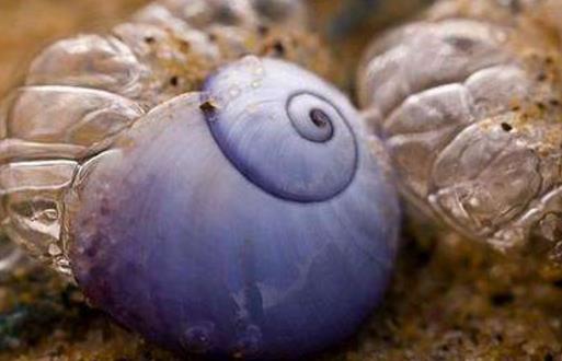 世界上最奇特紫色動物紫色海蝸牛