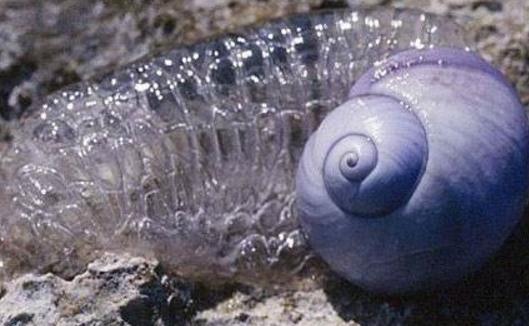 世界上最奇特紫色動物紫色海蝸牛