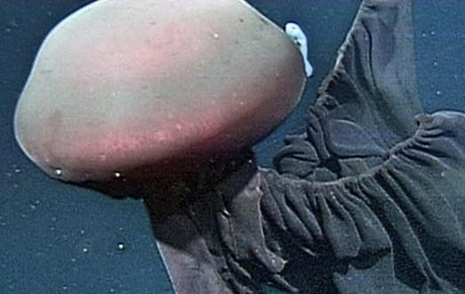 深海最恐怖的生物冥河水母
