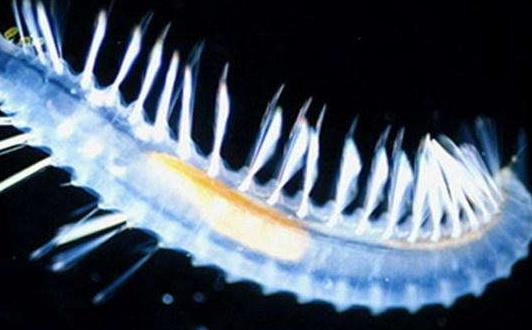 深海最恐怖的生物冥河水母