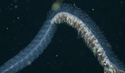 深海最恐怖的生物冥河水母