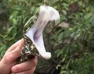 世界上最貴的毒蛇莽山烙鐵頭蛇 價(jià)格高達(dá)百萬美元中國特有品種