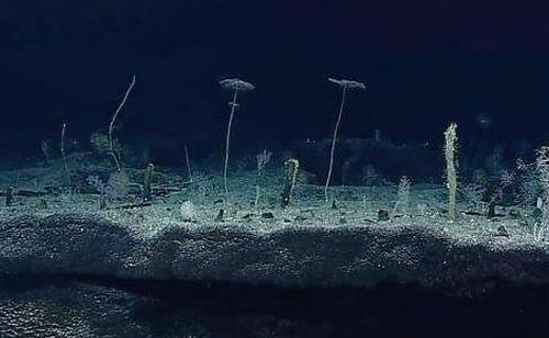 世界最深海溝是什哪里 馬里亞納海溝最深處幾乎沒有生命