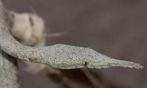 世界上最怪異的蛇 印度神廟的五頭蛇真實性受質疑