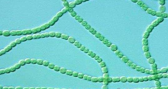 現存地球最古老的生物 最老的生物35億歲了靠光合作用存活