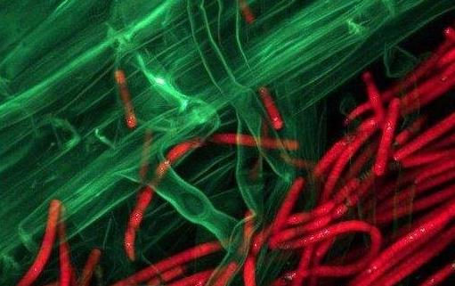 現存地球最古老的生物 最老的生物35億歲了靠光合作用存活