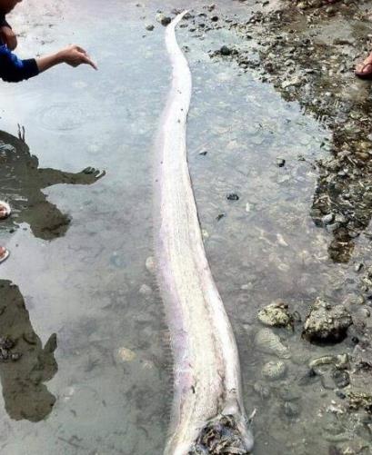 世界上最大的帶魚 巨型皇帶魚長達(dá)15米重540斤