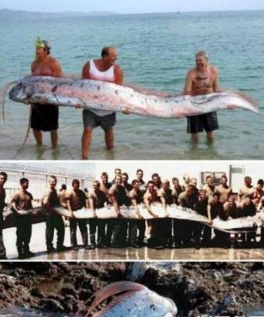 世界上最大的帶魚 巨型皇帶魚長達(dá)15米重540斤