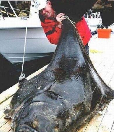 世界上最大的比目魚(yú) 德國(guó)人馬可捕獲468斤比目魚(yú)長(zhǎng)達(dá)2.6米