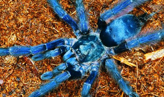 世界上最大的蜘蛛 食鳥蛛體長可達30厘米