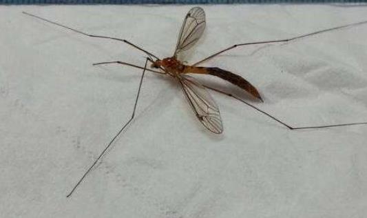 世界上最大的蚊子 華麗巨蚊長達35cm