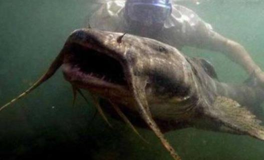 世界上最大的淡水魚種 湄公河巨魾3米 吞人無壓力