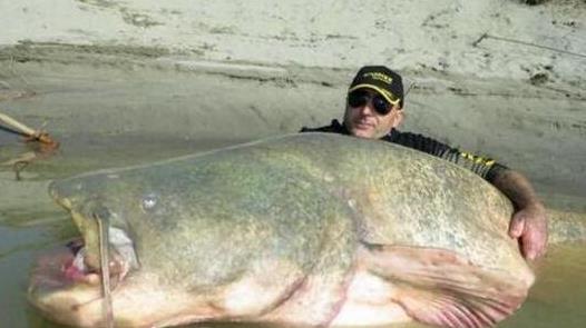 世界上最大的淡水魚種 湄公河巨魾3米 吞人無壓力