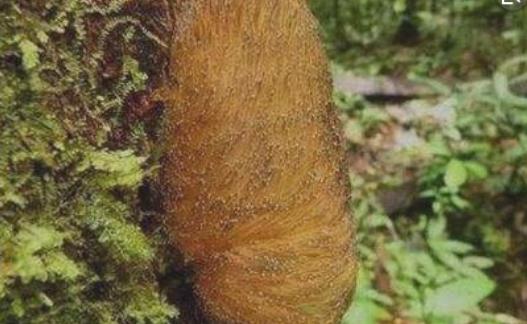 世界上最會(huì)偽裝的鳥 栗翅斑傘鳥能模擬蠕動(dòng)的毛毛蟲