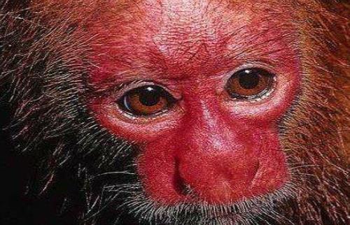 世界上最丑的猴子 禿猴面部赤裸 頭頂沒有毛發(fā)