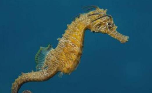 世界上游得最慢的魚 海馬每分鐘僅游1至3米