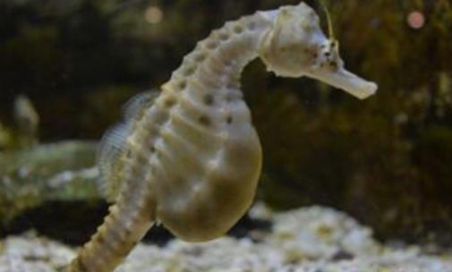 世界上游得最慢的魚 海馬每分鐘僅游1至3米