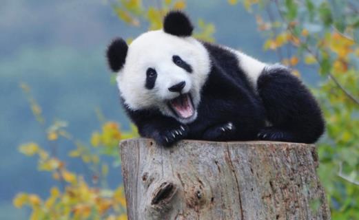 世界上最小的熊貓 出生時(shí)僅重51克 是正常熊貓的三分之一