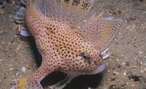 世界上唯一長著手的魚 長手魚在海底用雙手行走
