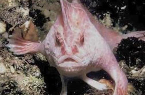 世界上唯一長著手的魚 長手魚在海底用雙手行走