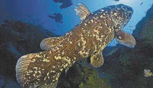 世界上最古老的魚 腔棘魚在地球上活了4億年