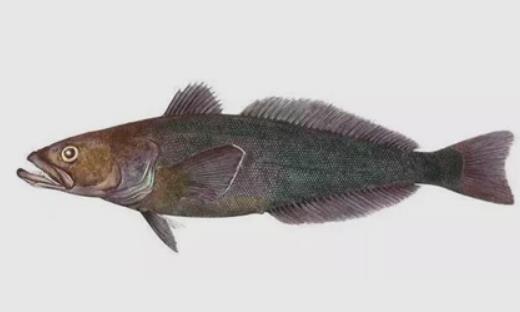 世界上最耐寒的魚(yú) 南極鱈魚(yú)能在南極海區(qū)幾千米深處生活
