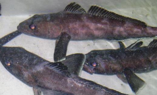 世界上最耐寒的魚(yú) 南極鱈魚(yú)能在南極海區(qū)幾千米深處生活