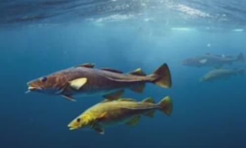 世界上最耐寒的魚(yú) 南極鱈魚(yú)能在南極海區(qū)幾千米深處生活
