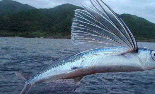世界上飛的最遠的魚 飛魚擁有翼狀胸鰭 能在水面滑翔400多米