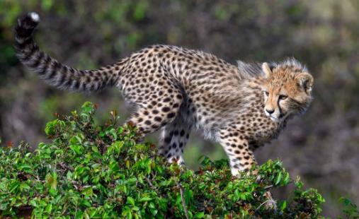 世界上跑的最快的動物 獵豹奔跑時最高時速達120公里