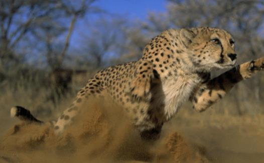 世界上跑的最快的動物 獵豹奔跑時最高時速達120公里