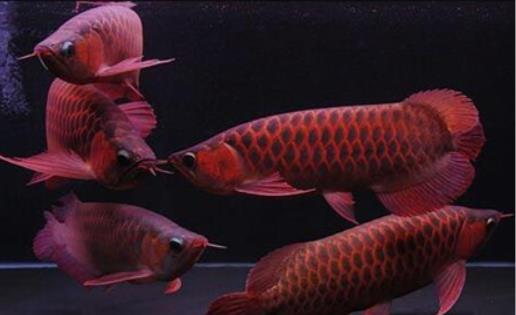 世界上最貴的觀賞魚 血紅龍賣出500萬元的高價