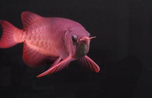 世界上最貴的觀賞魚 血紅龍賣出500萬元的高價