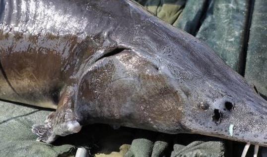 中國最大的淡水魚 黑龍江最大鰉魚500公斤